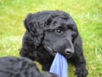 /album/datum-narozeni-stenatek-je-09-06-2016/kralovsky-pudl-bimbo-12-jpg/